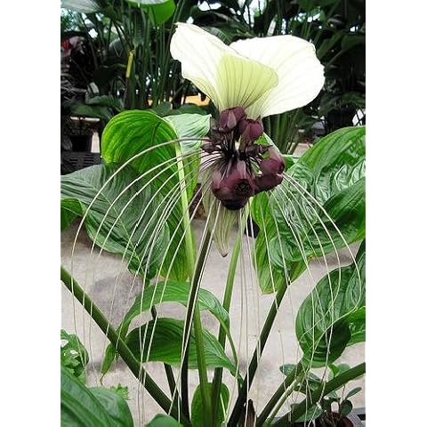 TROPICA - Giant Bat Flower White (Tacca nevia white) - 10 Seeds - Tropical Magic Cover
