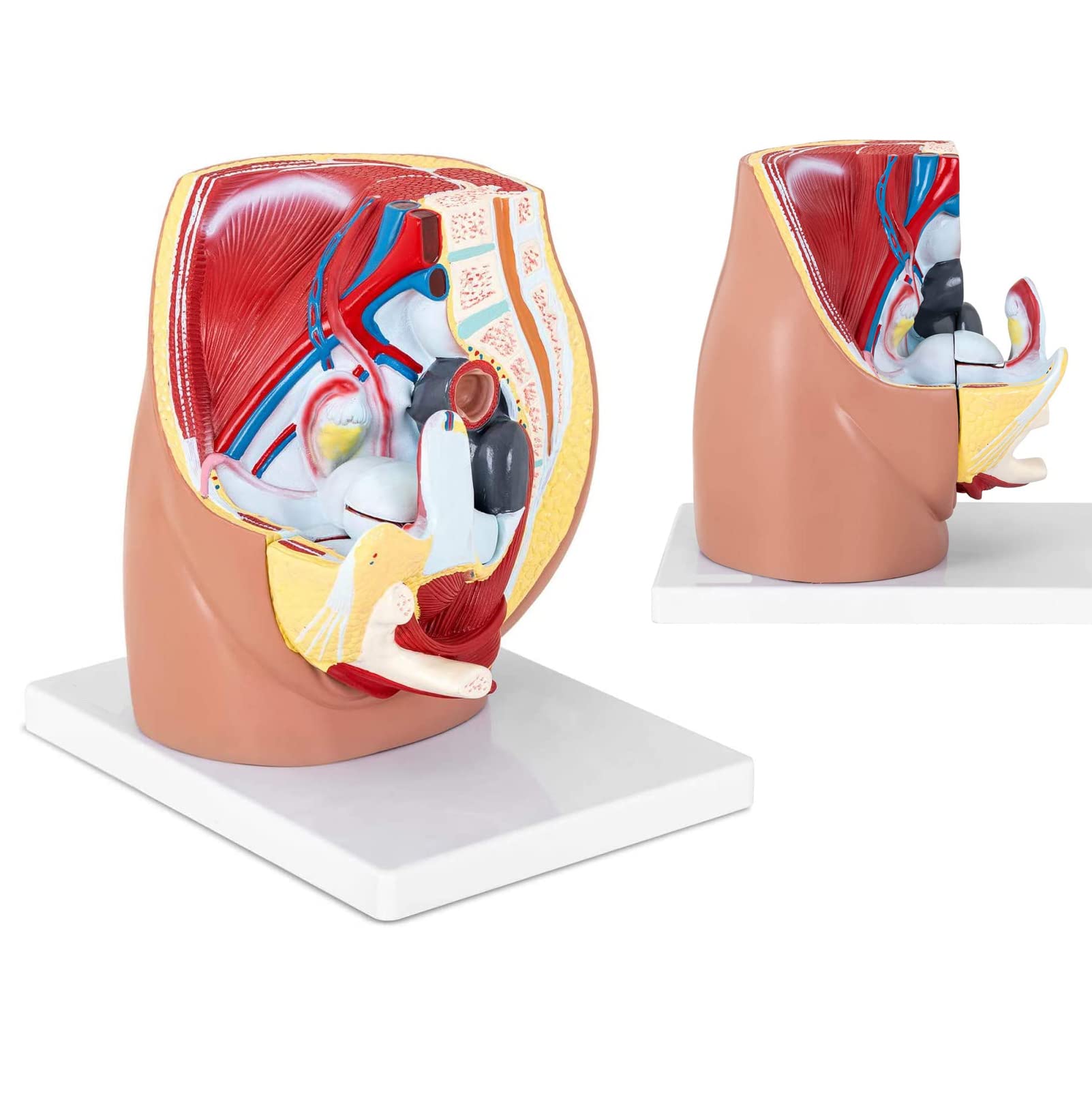 徹底解剖! 骨盤矯正法 DVD 3枚組　特典冊子付き Amazon.co.jp: 徹底解剖 骨盤矯正法 スタンダード理論&施術編