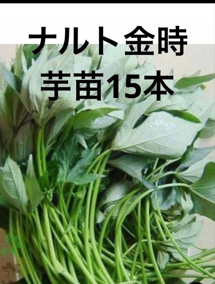 Amazon.co.jp: ナルト金時芋苗15本 サツマイモ苗 : DIY・工具・ガーデン