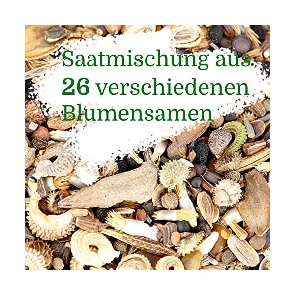 Schmetterlingstreff Blumenmischung: 10g Premium Schmetterling Blumensamen Saatgut - Insektenfreundliches Bienenweide… – Bild 6