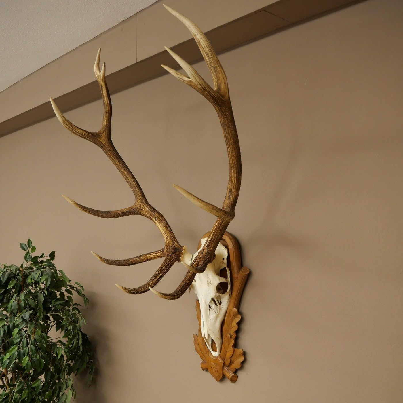 GTK - Geweihe & Trophäen KRUMHOLZ Antler di cervo rosso 12 medaglia di cervo rosso color bronzo altezza 127 cm corna di cervo su scudo trofeo intagliato #74