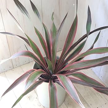 Amazon.co.jp: 立派 ユッカ グロリオサ バリエガータ 6寸鉢