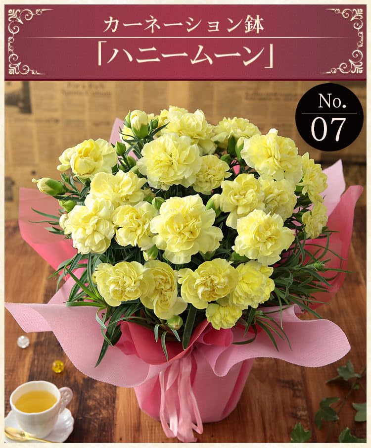 Amazon｜母の日 花 鉢植え ギフト プレゼント カーネーション鉢