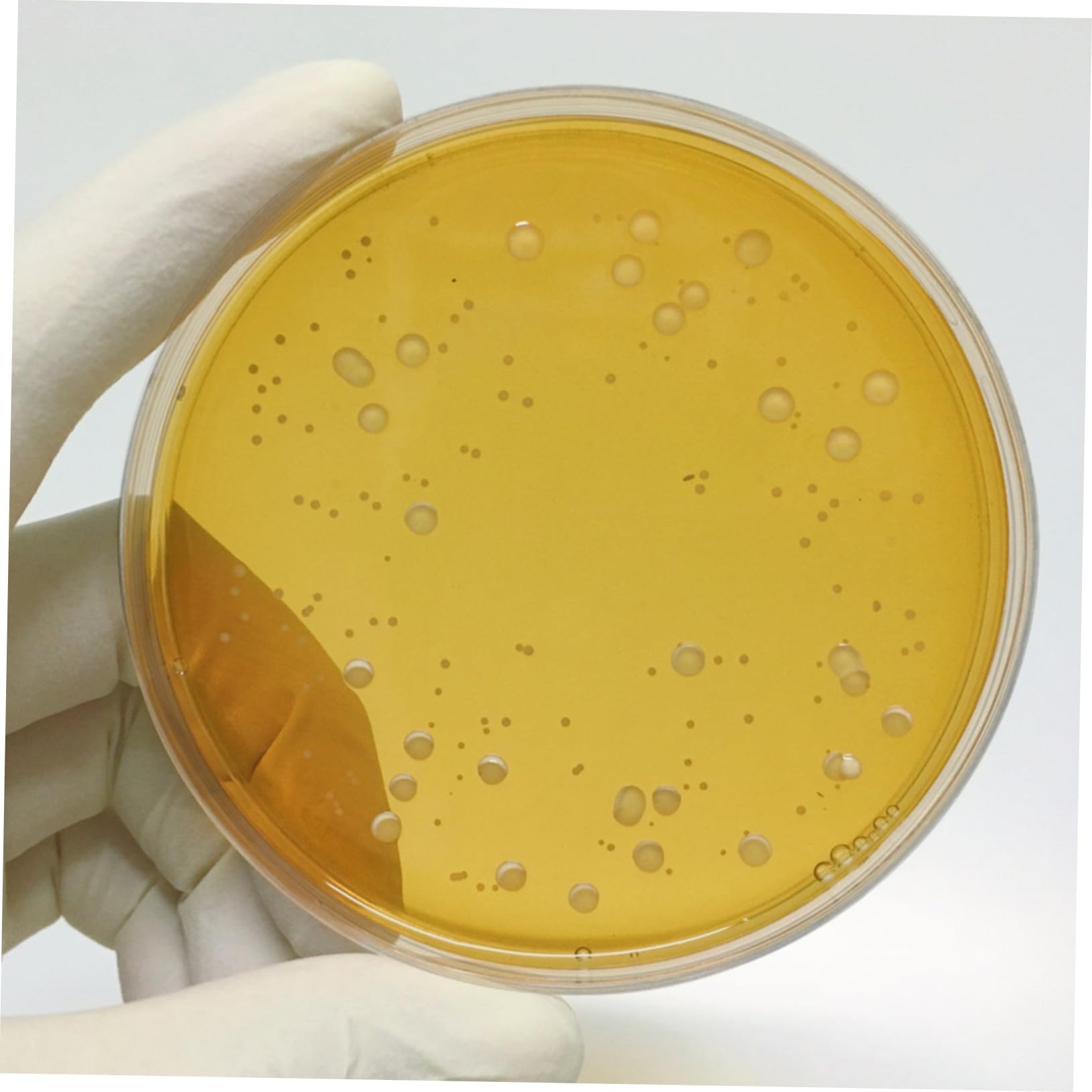 Placas De Agar Nutritivo 9 Cm Pre-vertido, Paquete De 10 Unidades, Placas De Petri Para Cultivo Microbiológico, Suministros Para Experimentos Científicos y Proyectos Escolares