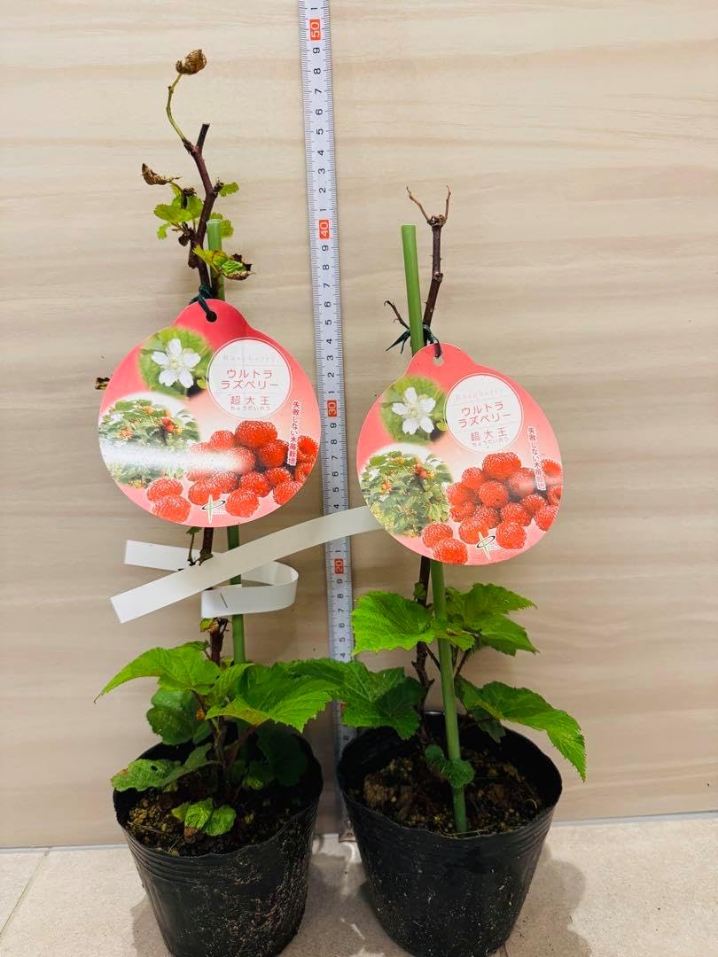 【新品】天然珊瑚サンゴ 剥製 タツノオトシゴ 貝殻 ヒトデ 2kg以上 天然珊瑚サンゴ 剥製 タツノオトシゴ 貝殻 ヒトデ 2kg以上 カラフル