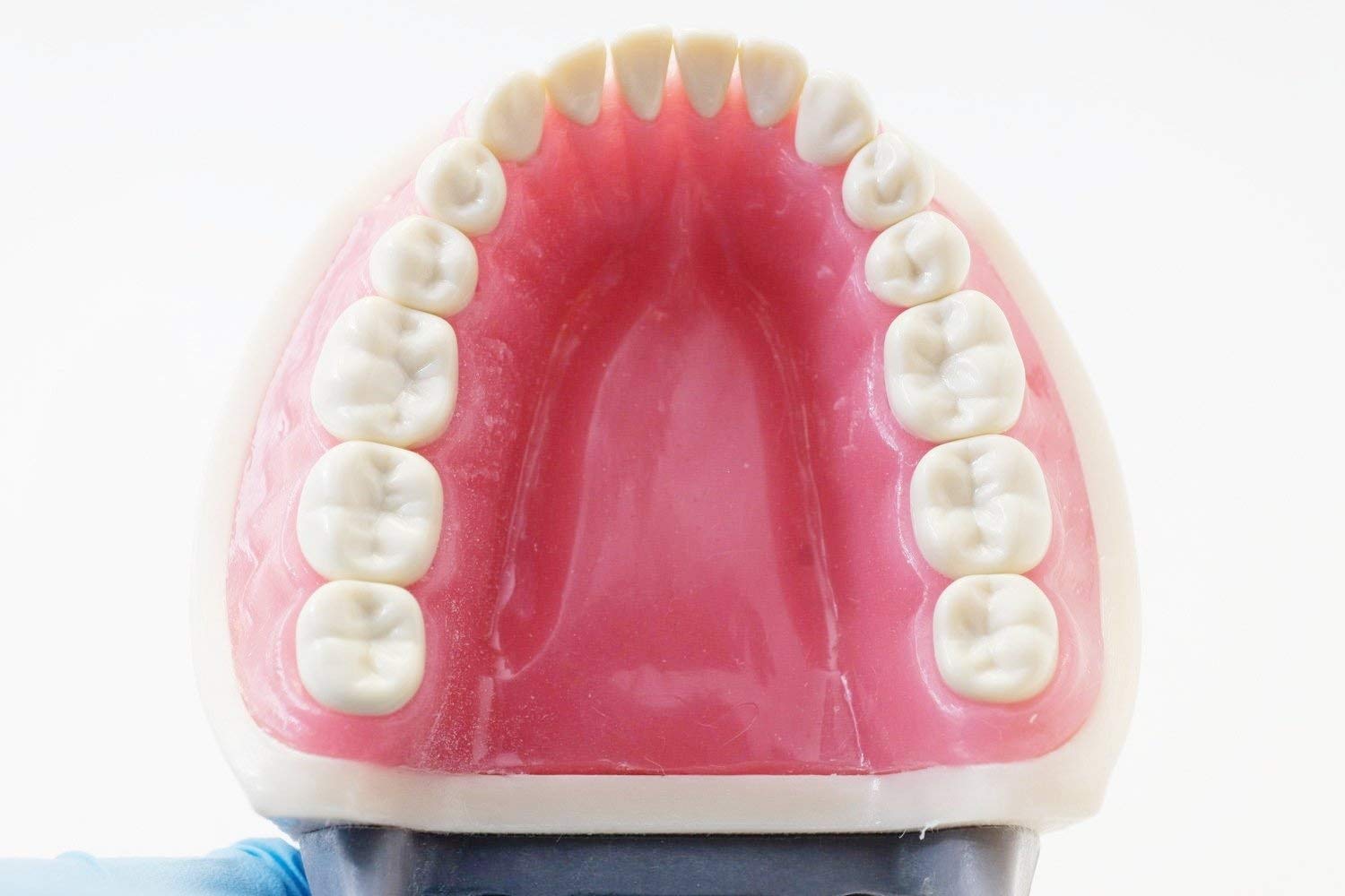 Amazon.com: Dental Teaching Study Typodont Model 200 Style Kilgore  display picture 1