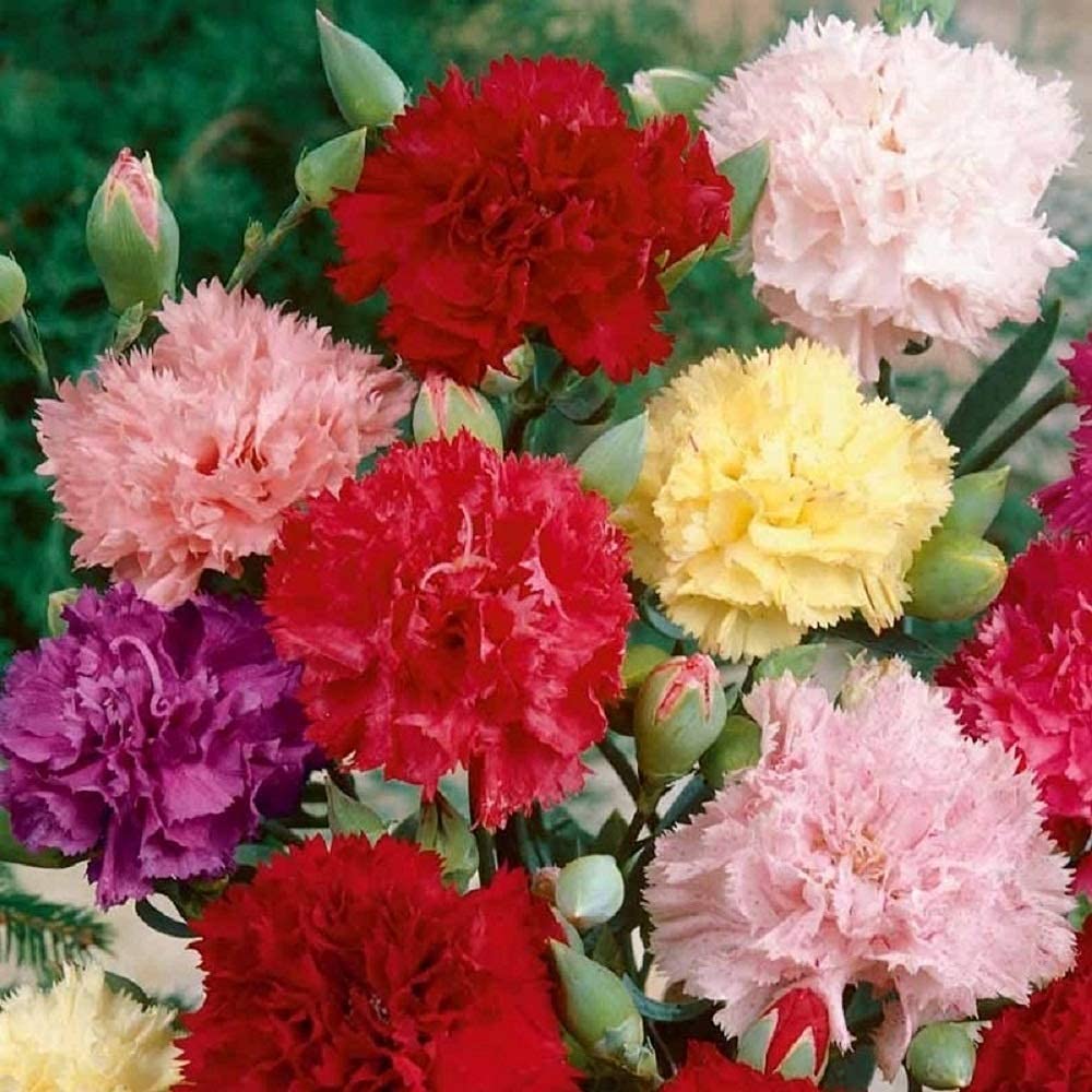 Carnation Sensation Mixed Flower Seeds - 101 Seeds Pack (B09BDGMBW4) Amazon Price History, Amazon Price Tracker