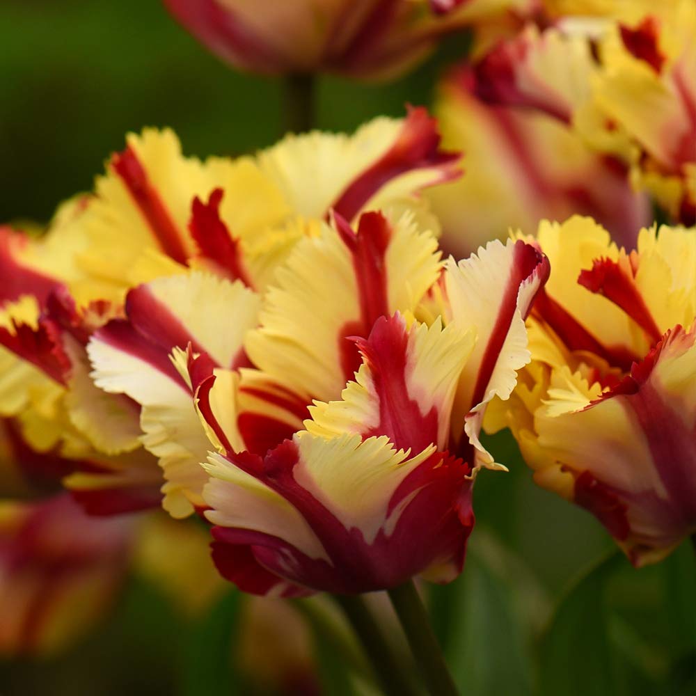 Exotic Looking Tulip Plants Yellow and Red Flame Effect Blooms, Hardy Bulb Plant Guaranteed First Year Flowering, 8 x Tulip Flaming Parrot Bulbs by Thompson and Morgan