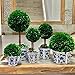 Galt International Preserved Boxwood Topiary Tree in Blue & White Ceramic Pot - Plant and Table Centerpiece Stunning Greenery and Plant Decor for Home 5.9