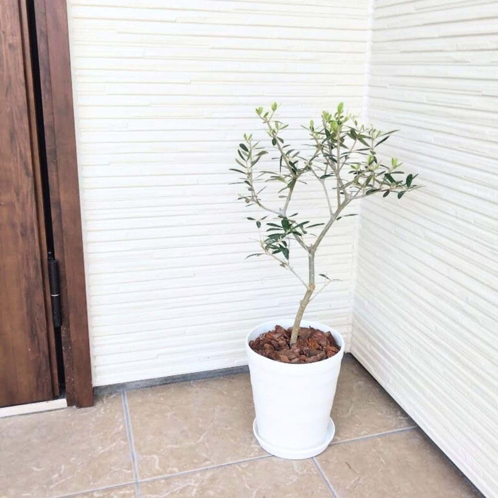Amazon｜はじめてのオリーブの木栽培セット 6号鉢 選べる鉢カラー 植え
