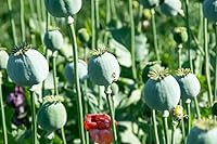 Vista 1 de 300 Mammoth Poppy Seeds for Planting - Papaver somniferum