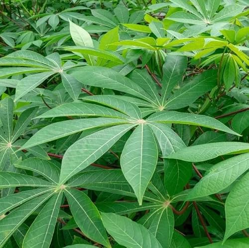 20 Cassava Plant Cuttings for Cassava Roots, Sweet Yuca Tree No Roots, Easy Grow from Cutting, 6-8 Inch Long