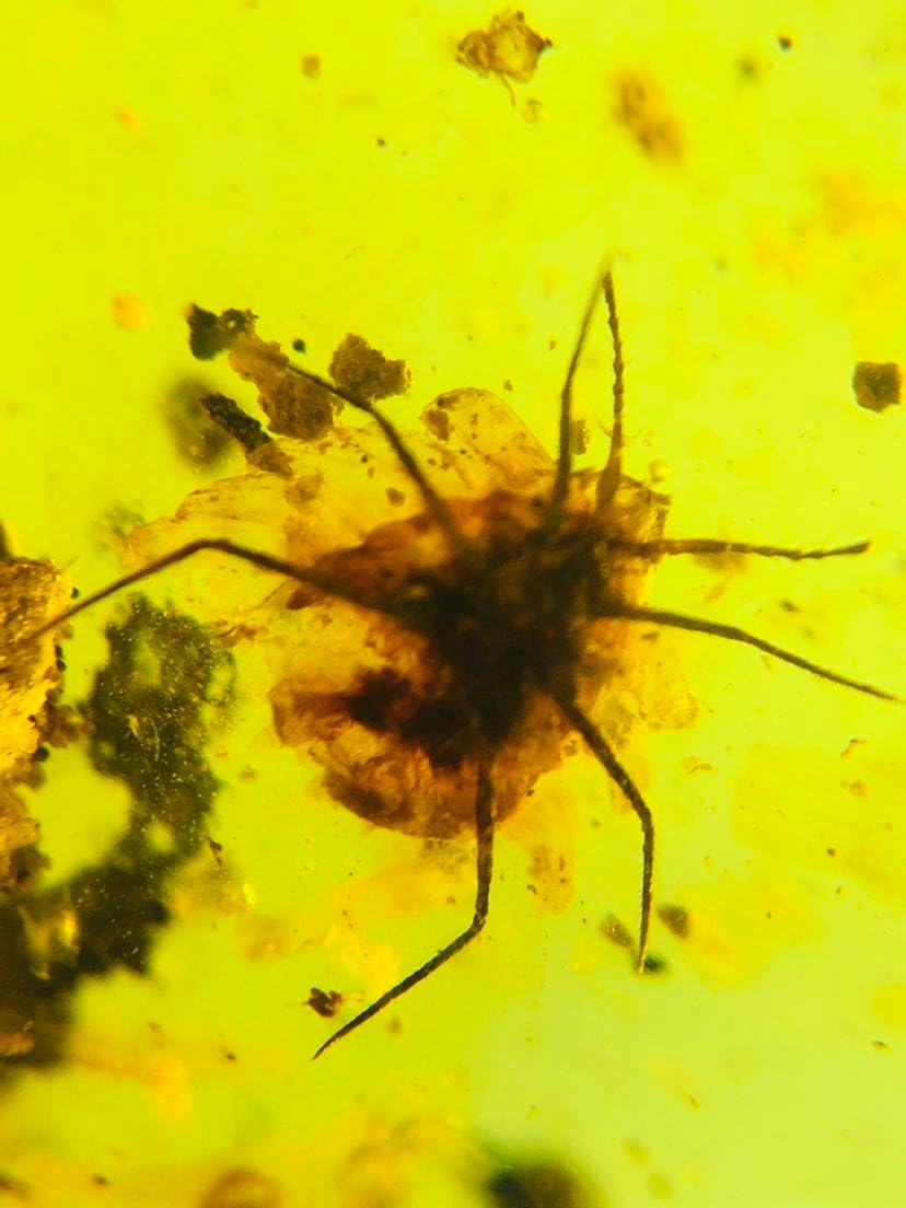 Burmese burmite Cretaceous Scale Insect Fossil Amber Myanmar