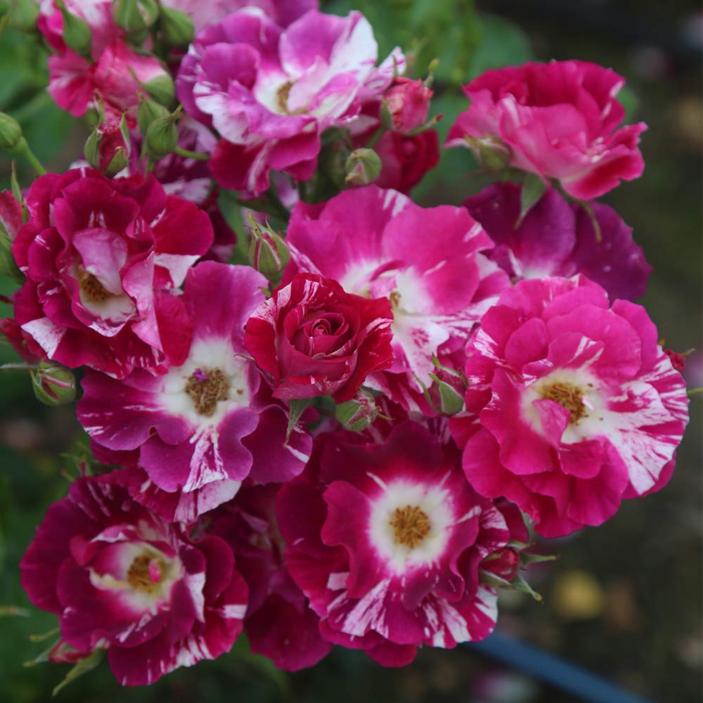 Heirloom Climbing Roses Purple Splash