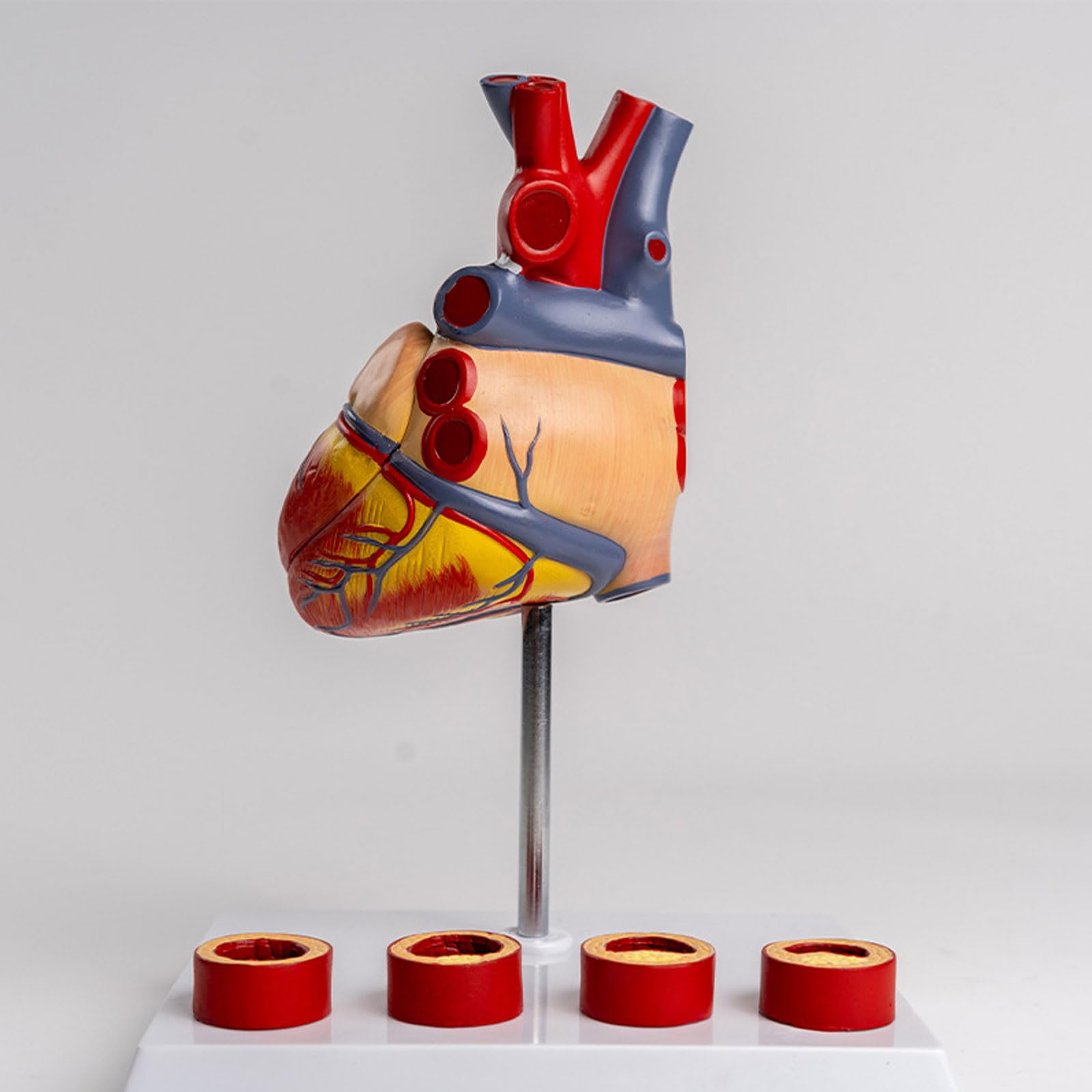 1:1 Ceinture Cardiaque Naturelle Modèle D'anatomie Vasculaire en 4 Étapes Simulation Médicale Matériel D'enseignement Anatomique Amovible