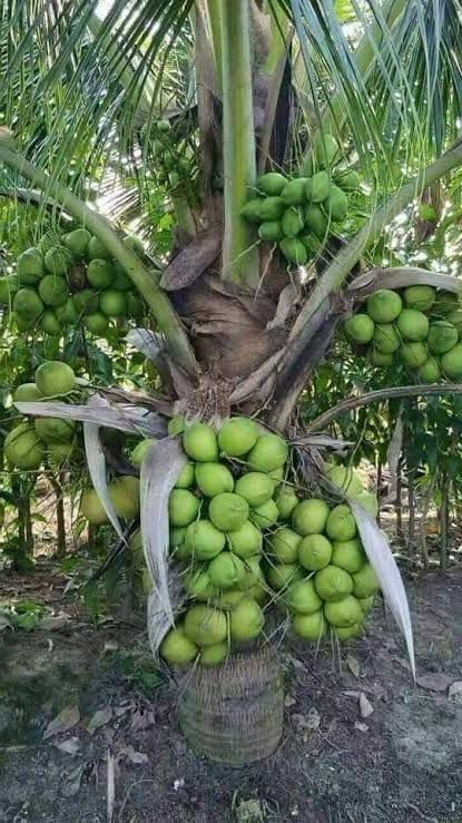 Image of Hybrid Coconut Live Plant with Pot | Tropical Coconut Palm Fruit Tree | Fast Growing Outdoor Plantation Plant for Home Garden Farm Backyard Terrace Landscape Decor | Pack of 1