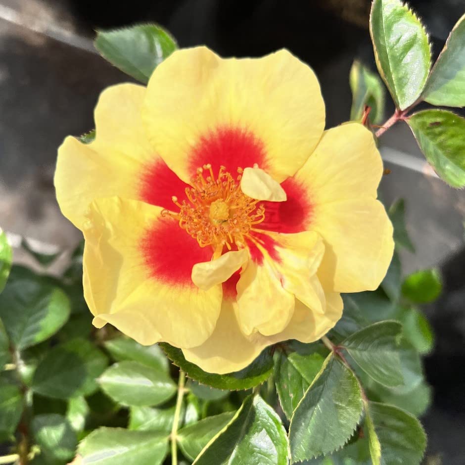 Eye of The Tiger - 5.5lt Potted Floribunda Garden Rose Bush - Stunning Primrose Yellow Blooms with Deep Pink/Red Blotched Middle.