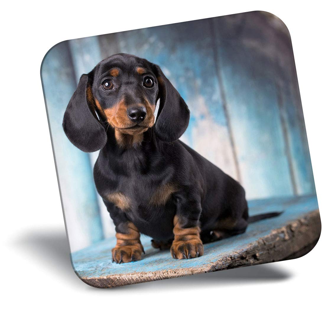 Destination Vinyl Ltd Fridge Magnet - Sausage Dog Dachshund Puppy 16342
