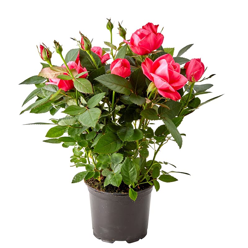 DECOALIVE Rosal Mini Flores Rosa Oscuro Planta Natural con Rosas Rosa Oscuro