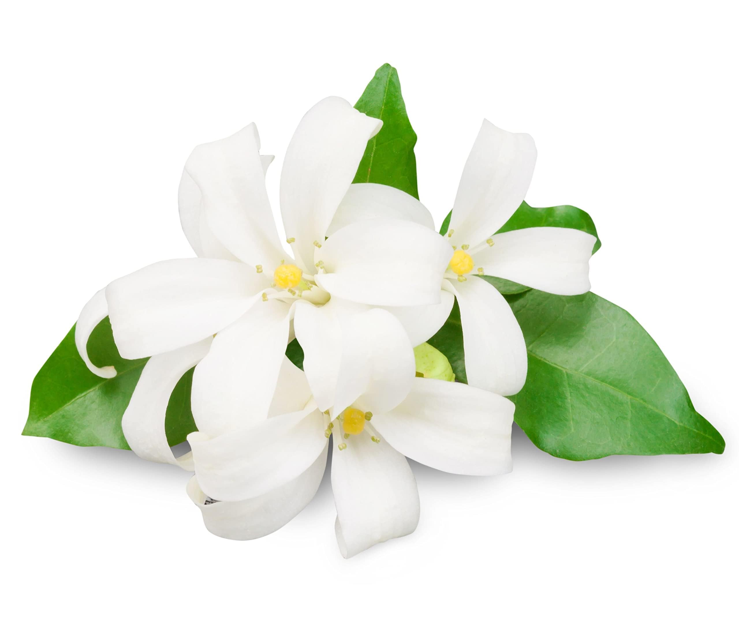 Jasmine Plants, Jasminum Officinale, 2 x Full Plants in 3 Litre Pots, Garden Ready and Ready to Plant, Premium Quality Garden Perennials