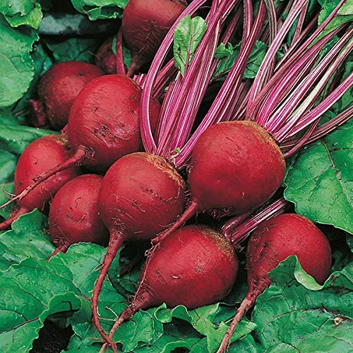 See full amazon price history chart for Golden Hills Farm High Yield Detroit Dark Red Beetroot Seeds 100 seeds Golden Hills Farm High Yield Detroit Dark Red Beetroot Seeds 100 seeds (B07PHL535Q) Amazon Price History, Amazon Price Tracker
