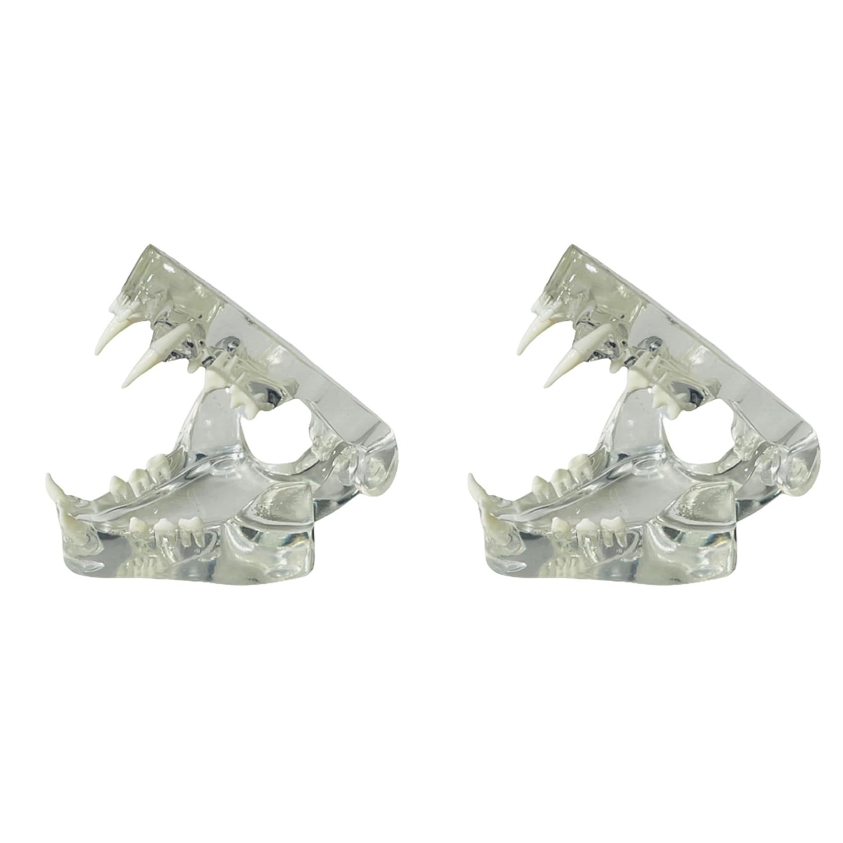 2X Denti Canini Trasparenti Modello Anatomico Animali Dentali Mascella Dentale per Strumento Educativo Veterinario (Gatto)