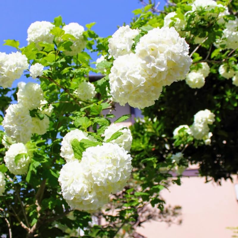 Old Fashion Snowball Viburnum Tree Live Plant Shrub in Pot Fragrant Flower Dormant in Winter 6-12 in Tall Bare Root to CA Bush Shrub Spring Blooms