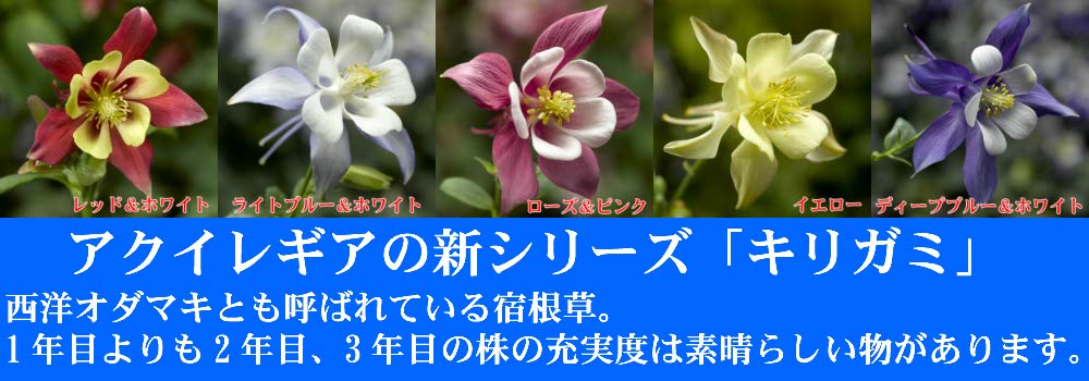 希少種　キリガミネヒオウギアヤメ　1株 Qoo10] 涅槃 タイタンオオウスバカミキリ フィギ