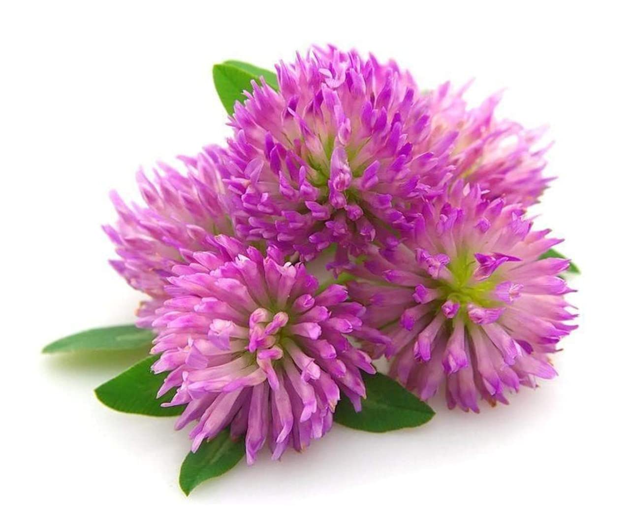 Todd's Seeds Red Clover Seeds, Non-GMO, Chemical Free, High Germination (One Pound)