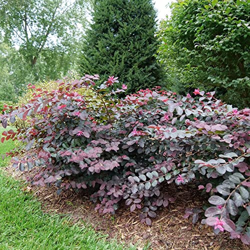 2 Gallon Proven Winners Loropetalum Jazz Hands Pink Shrub, Cool Purple Foliage