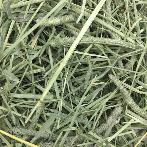 Oxbow Animal Health Western Timothy Hay, Guinea Pig Hay, Small Pet Bunny Supplies, All Natural Grass for Guinea Pig, Bunny, Chinchilla & Hamster, Oxbow Rabbit Supplies for Bunnies, 90 oz. bag