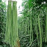 MOCCUROD 30+ Yard Long Bean Seeds Asian Vegetable Long Bean String Beans Productive USA
