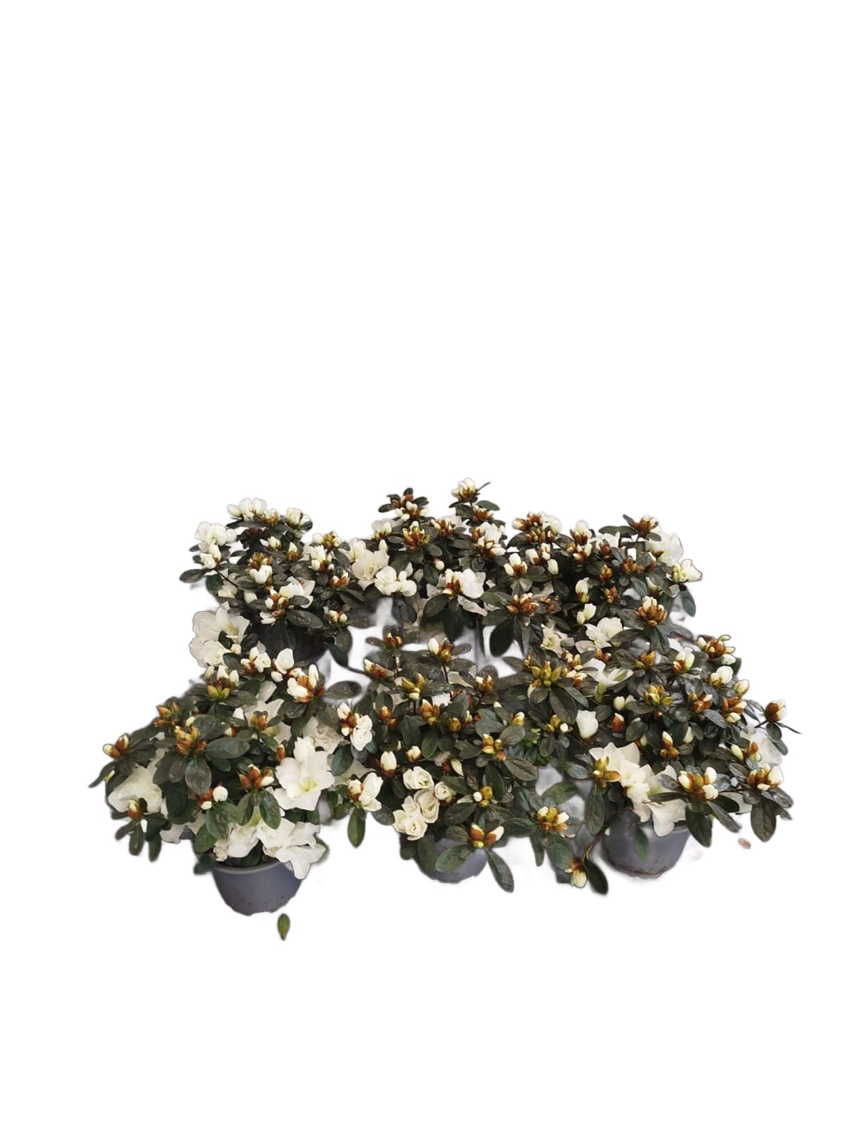 Azalea Blanca Pack 6 Plantas Naturales con Flores de Color Blanco