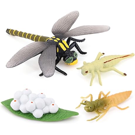 Dragonfly Growth Cycle Model