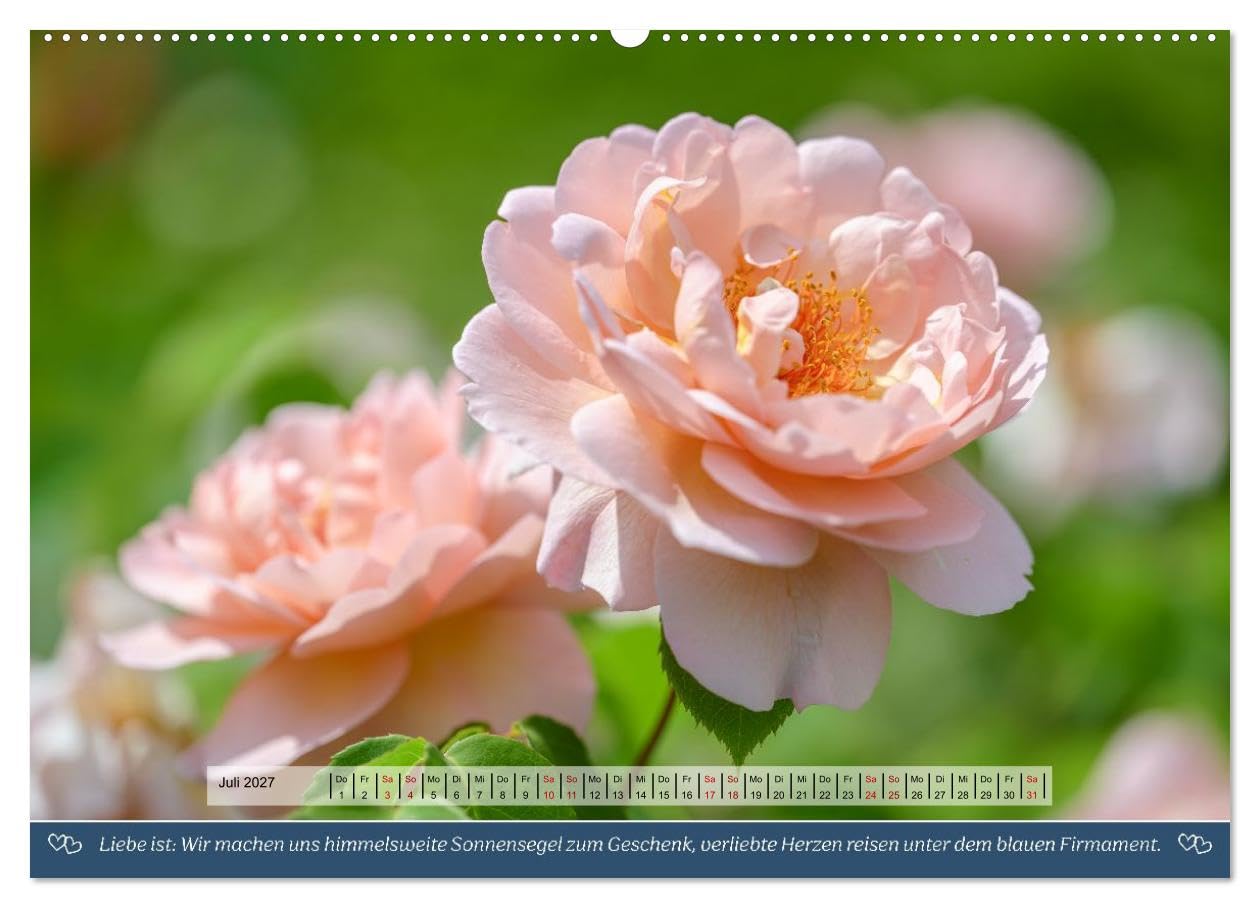 Rosen, Liebe ist (hochwertiger Premium Wandkalender 2027 DIN A2 quer), Kunstdruck in Hochglanz: Rosen und Poesie, ein Füllhorn an Liebe über das Jahr. (CALVENDO Natur)