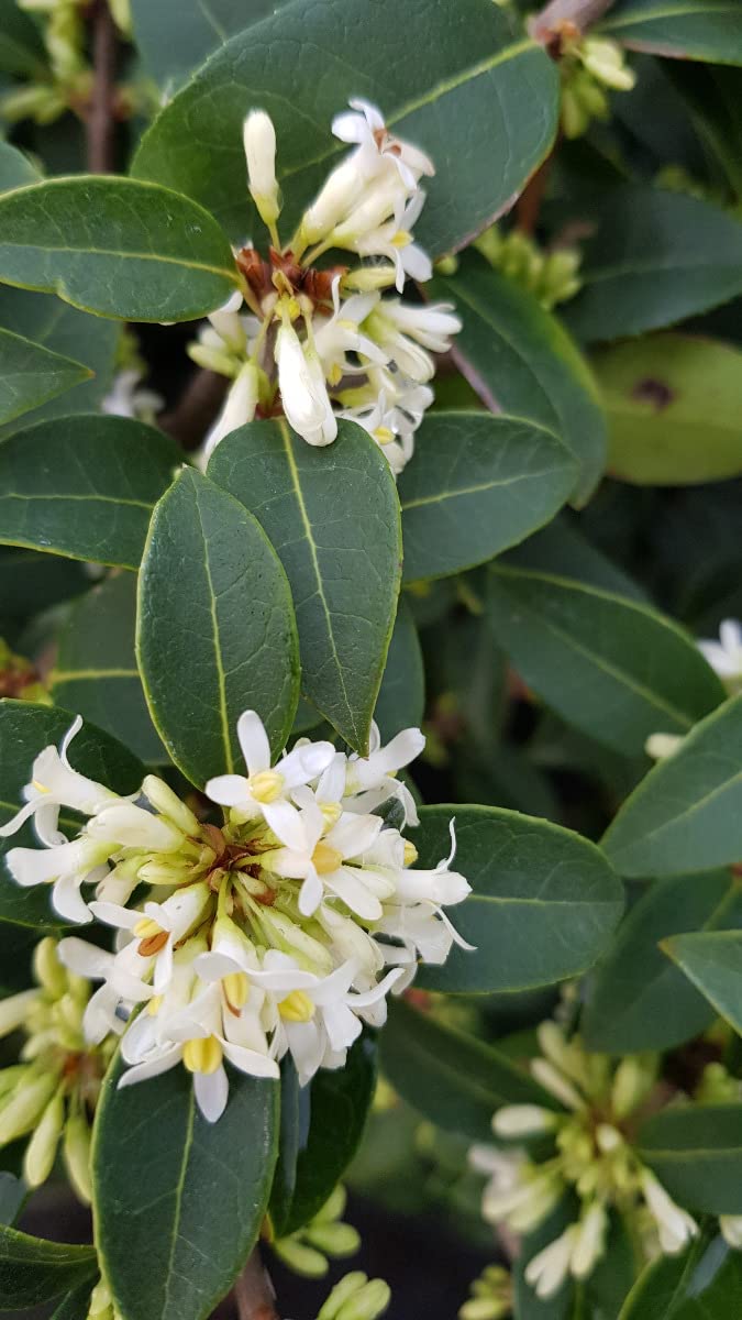 Osmanthus x burkwoodii Osmanthe de Burkwood 3-4 litres
