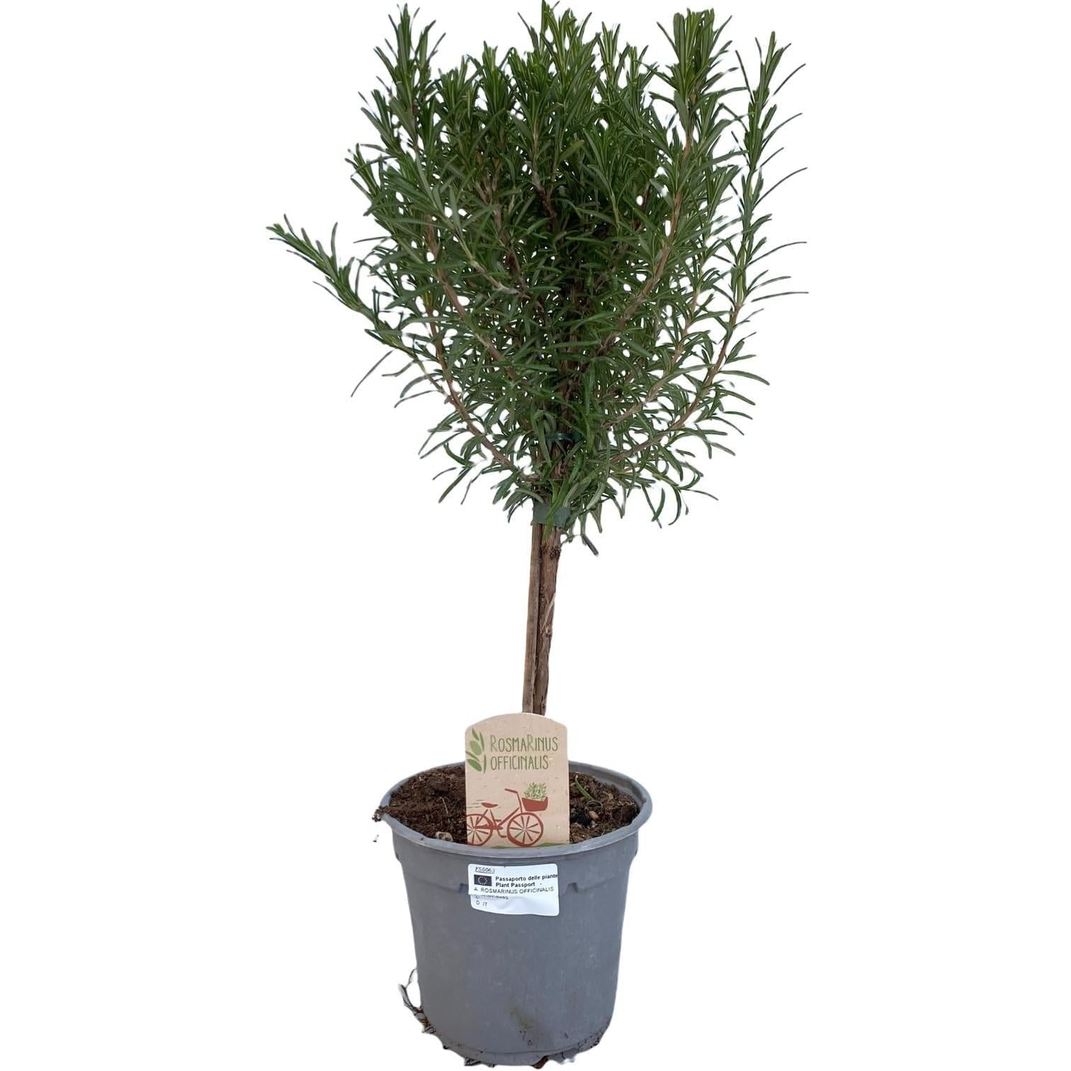 romarin – romarin – Ø 14 cm – 45 cm