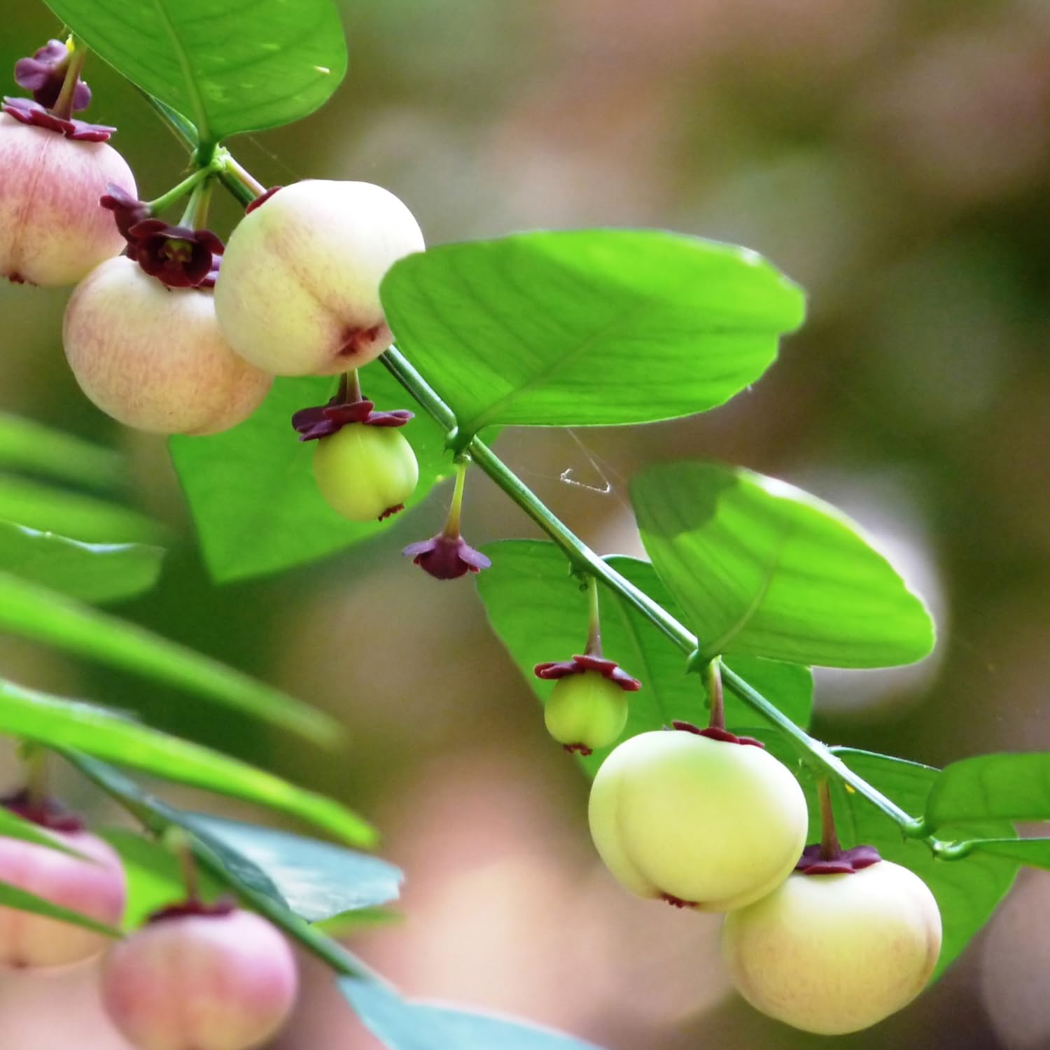 Hug A Plant | Japan Cheera/Madhura cheera/Mysore cheera (Sauropus Androgynus) Ornamental/Medicinal Live Plant (Home & Garden) (B0C9WRZXKQ) Amazon Price History, Amazon Price Tracker