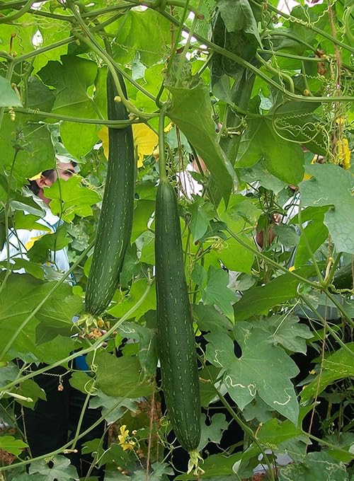 Willvine Turai,Tori/sponge Gourd-AHS-10E-image-47