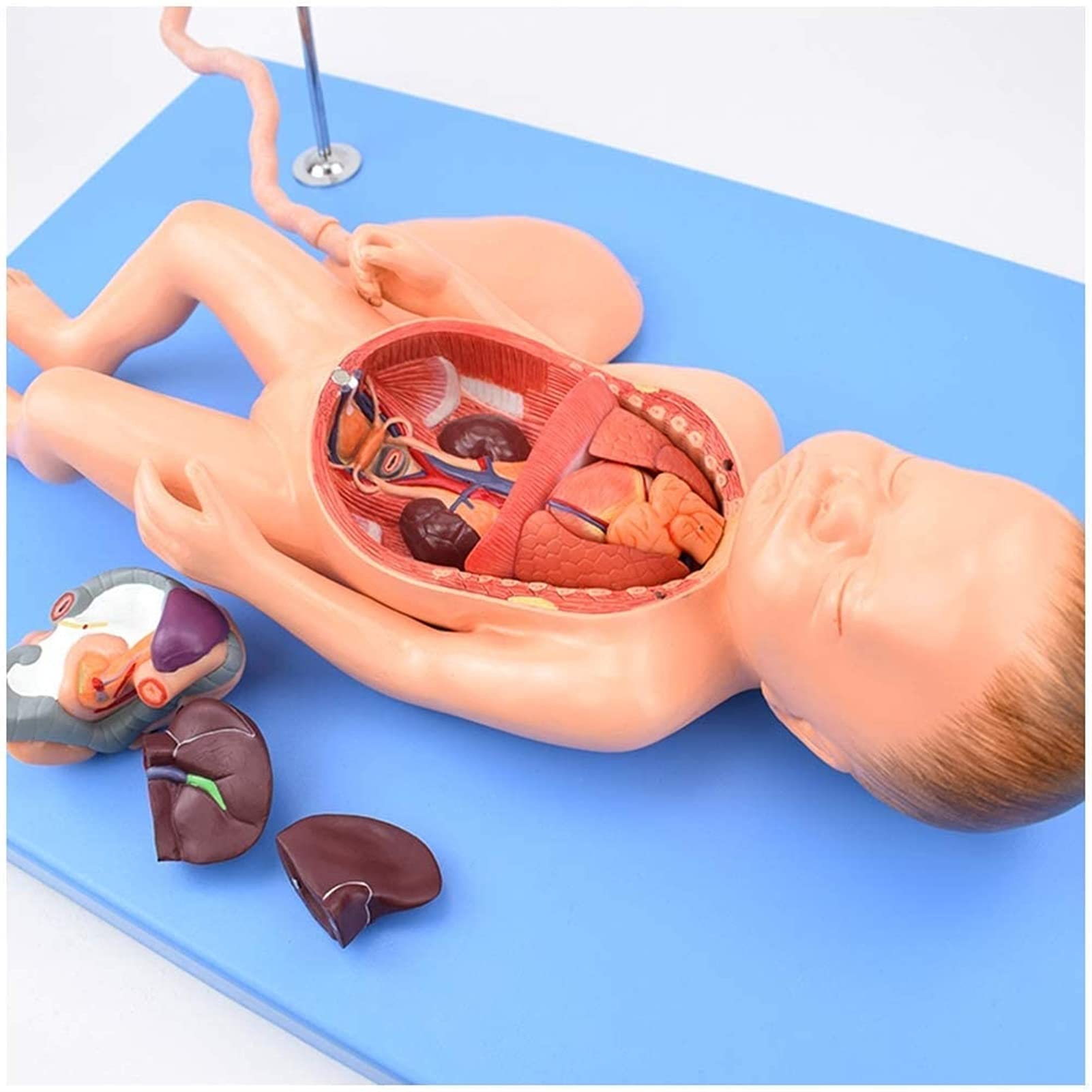 Modele Medyczne, Model Anatomiczny Narządów Noworodków, Model Anatomii Rdzenia Brzusznego I Łożyska Na Opiekę Płodu Dla Zajęć/studentów, Materiał Dydaktyczny