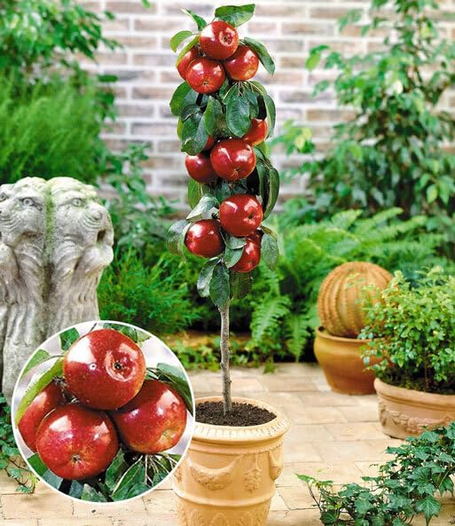 BALDUR Garten Befruchtersorte Apfel 'Gala', 1 Pflanze, essbare Früchte, Säulenapfel Säulenobst winterhart, platzsparende Säule für kleine Gärten, Balkone & Terrassen, blühend, Malus domestica