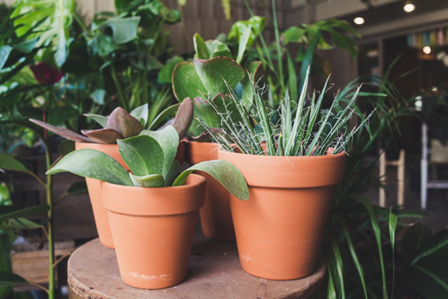 Maceta de Terracota Artesanal de 50 cm de diámetro con Acabado Liso, Diseño Clásico para Decoración de Interiores y Exteriores. Ideal para Plantas de Mediano Tamaño.