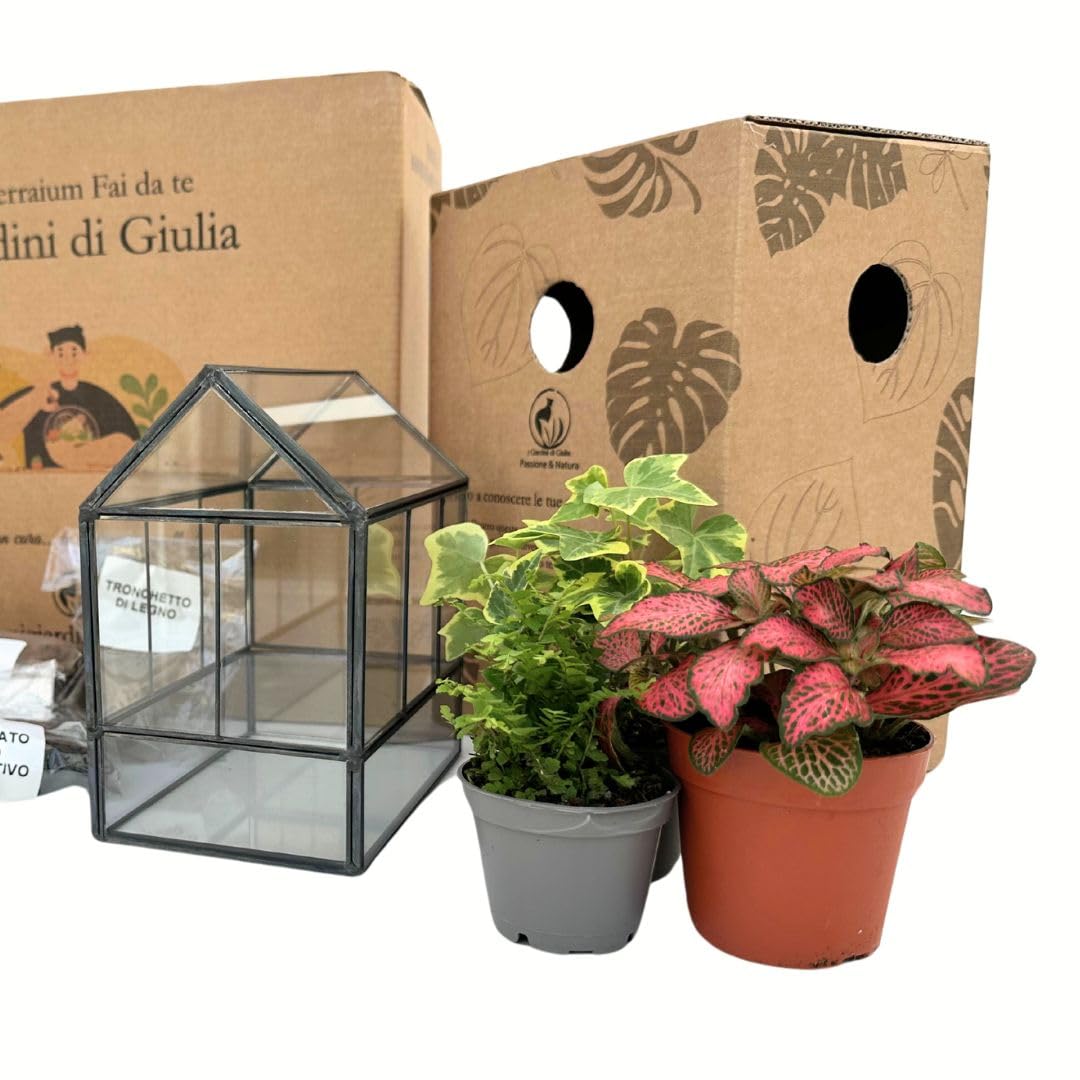 Kit Terrarium Fai-da-Te | Vetro e Ferro Robusto | Include 3 Piantine e Decorazioni | Terrario per Piante in Vetro | Dimensioni Compatte, Nero e Trasparente
