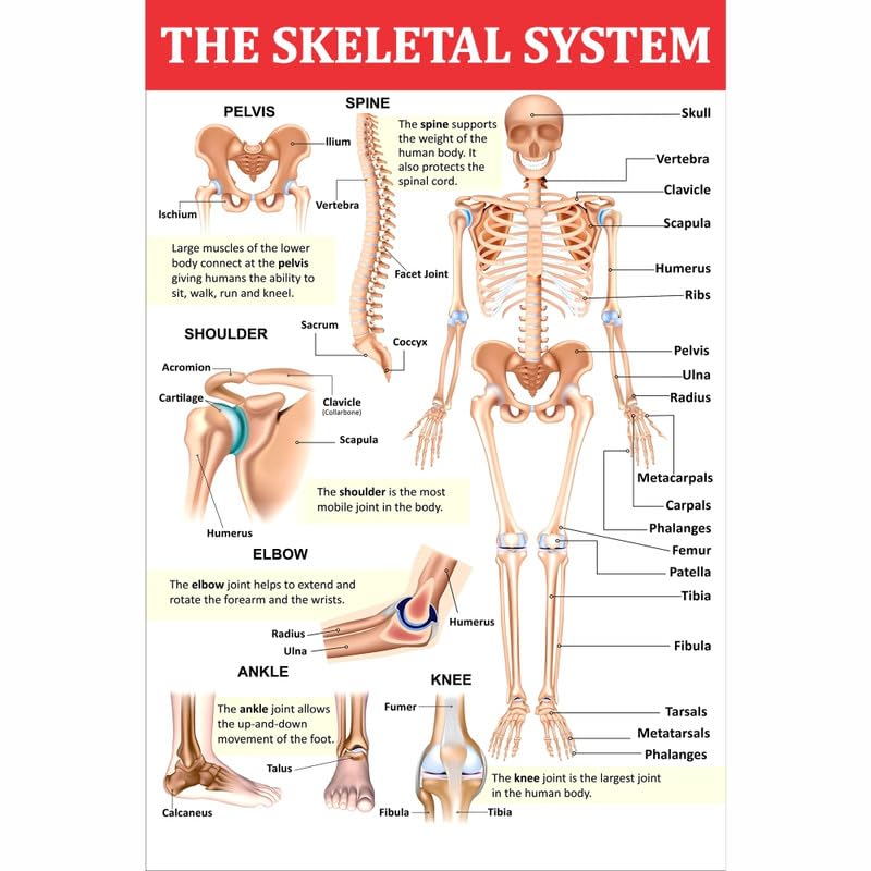 POSTER WALLAH Skeleton System Poster for Home Office and Student Room Wall | Aesthetic Poster | Wall Decor SKLSSTM (18X12 inch)