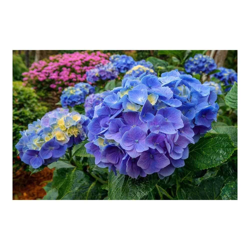 ZAMAEIU Landscape Wall Art Clustered bloomss Artwork for Walls, Canvas Prints Paintings Room Decor, for Bedroom Kitchen Office Fireplace Wall Decor(blue)-60x90cm Unframed