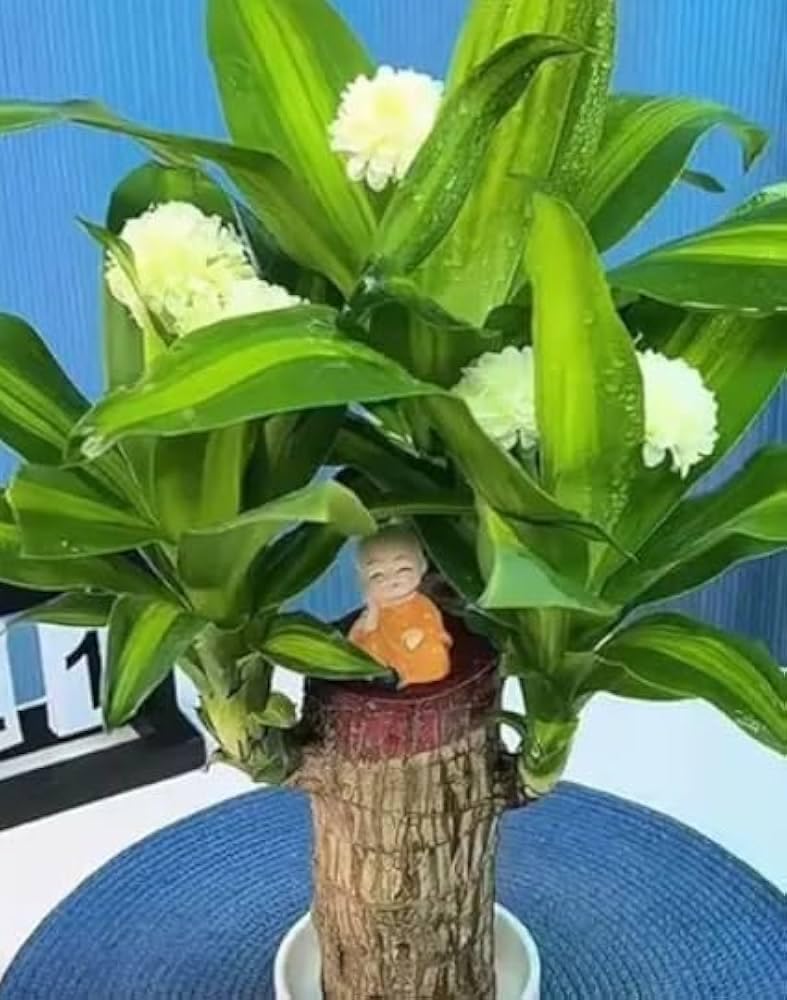 Brazilian Lucky Wood Live Plant, Indoor Feng Shui Plant with White Flowers, Green Foliage, Air Purifying, 10 cm Height, Pack of 1-image-24