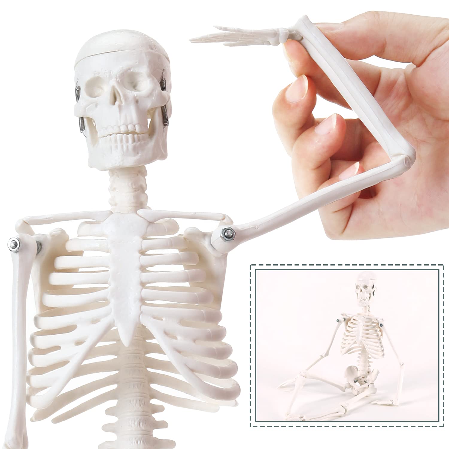 RONTEN Mini Size Human Skeleton Model, with Removable Arms and Legs 17.7” Anatomical Skeleton with Plastic Base for Anatomy Teaching and Studying, Colorful Poster Includes