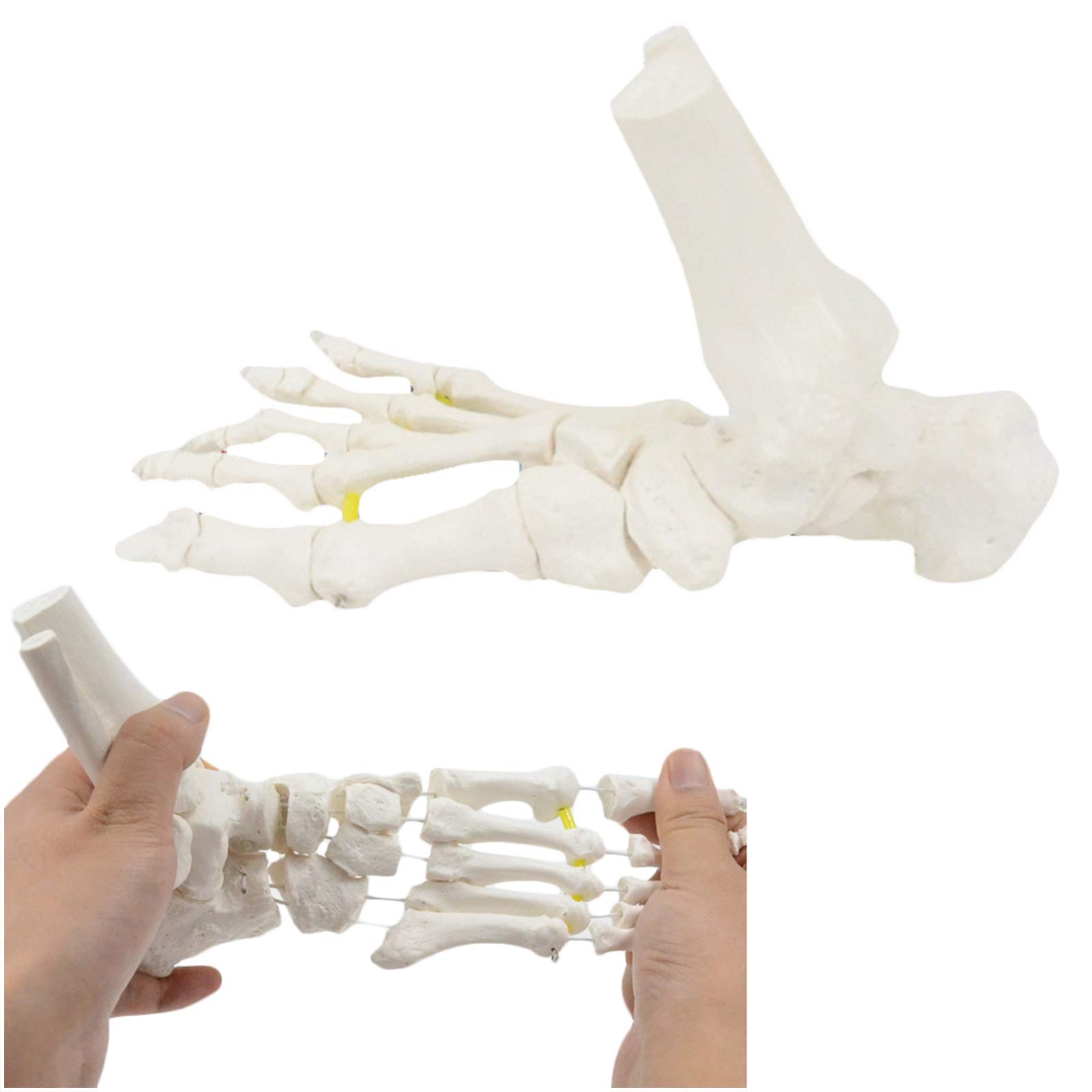 Sjdopulse A Foot Skeleton Bone Model - Life Size Foot Nkle Model - Bendable Human Foot Skeleton Model Connected With Flexible Wire To Demonstrate Natural Movement (A)