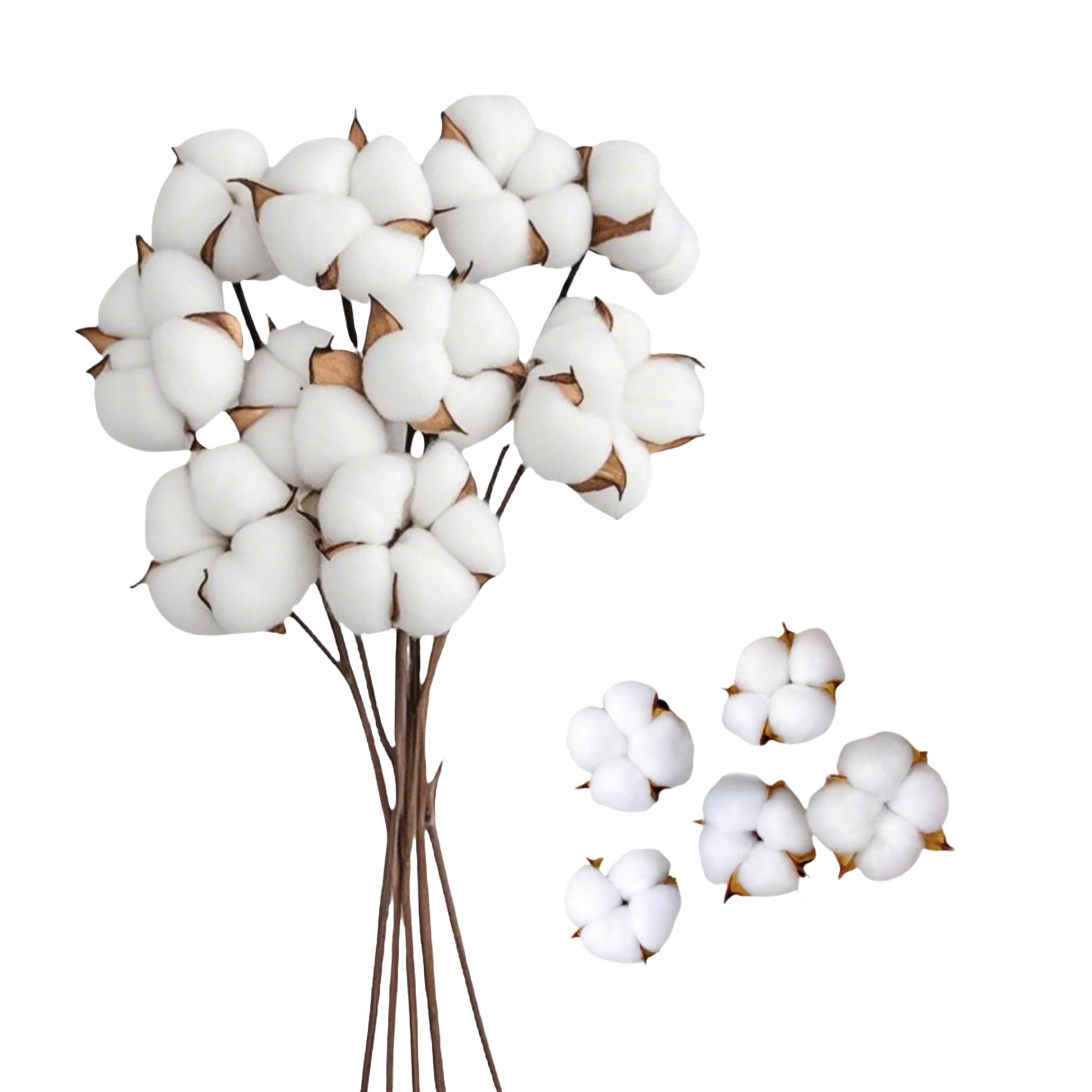 10 Steli E 5 Teste Di Fiori Di Cotone Secchi - Decorazioni Naturali Per Vasi, Bouquet Fai Da Te, Casa - Foto 3