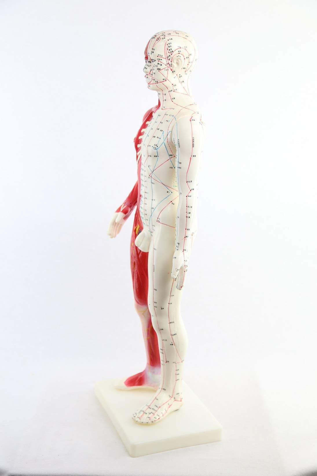 Amazon | 筋肉解剖鍼灸経穴人形（男性）新穴奇穴 60cm | ノーブランド